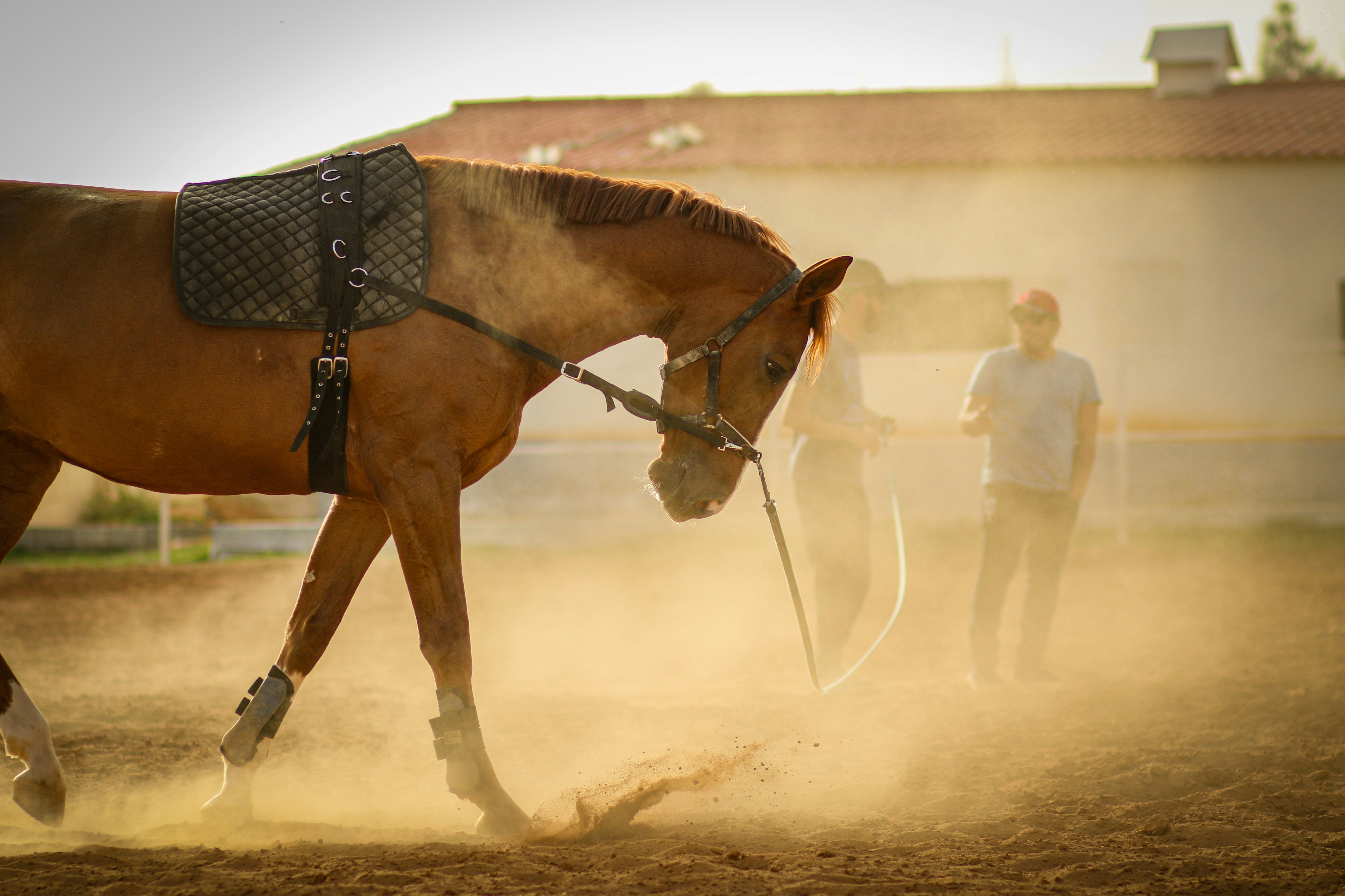Equikinetic: Effektiver Muskelaufbau durch isometrisches Training für Pferde