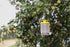 cit Fliegenfalle FlyCage3