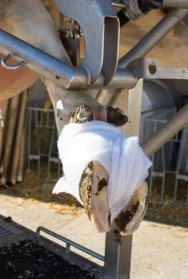 Rollwatte Rollino - Vierer Pack